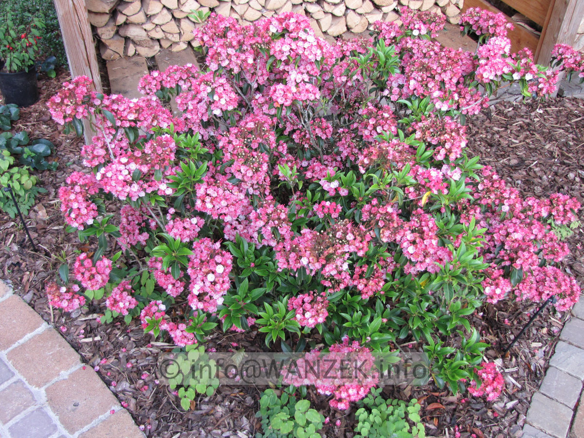 Kalmia latifolia Ostbo Red Sol.JPG